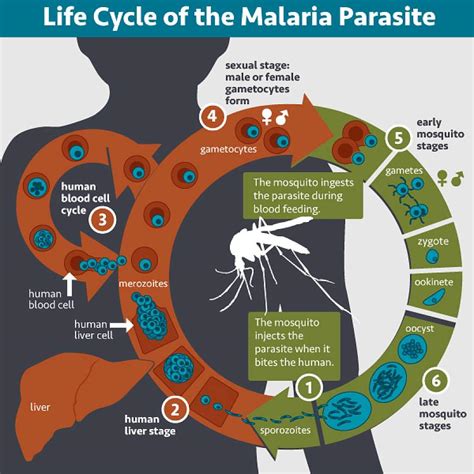 what is malaria cdc
